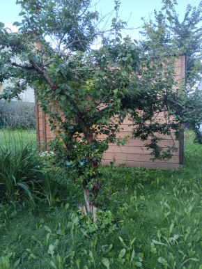 Коллективный сад номер 7, участок 58 в Артемовском - artemovskij.yutvil.ru - фото 28 Коллективный сад номер 7, участок 58 в Артемовском - artemovskij.yutvil.ru - фото 28